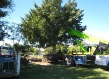 Kwikfynd Tree Management Services
redan
